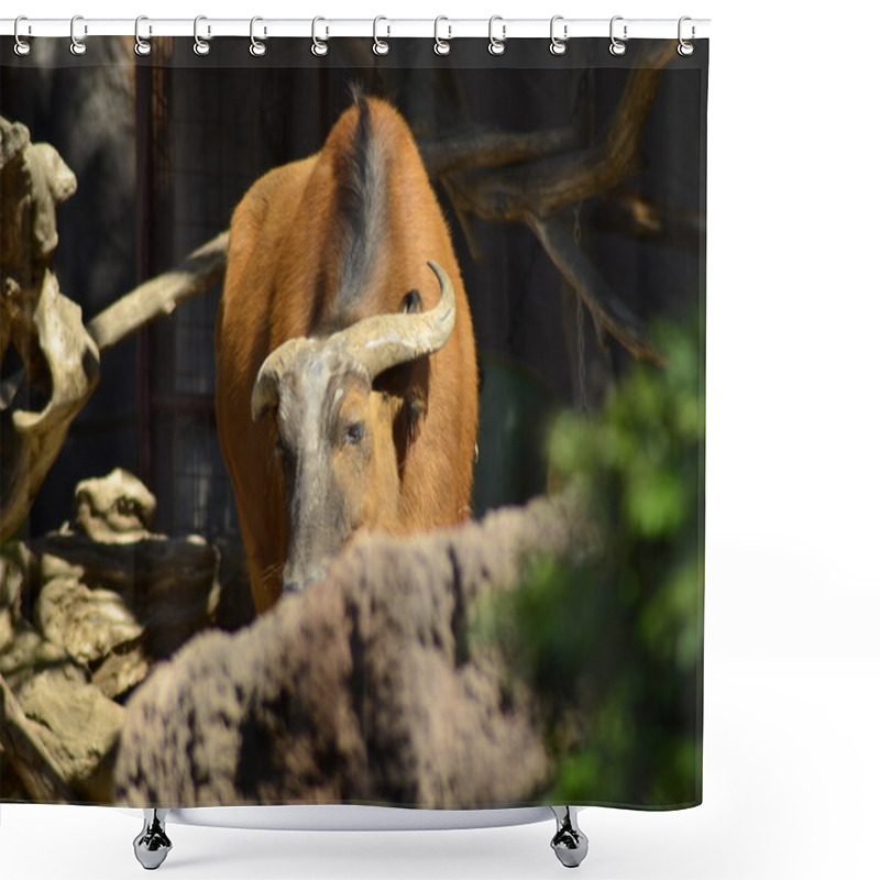 Personality  African Forest Buffalo Shower Curtains