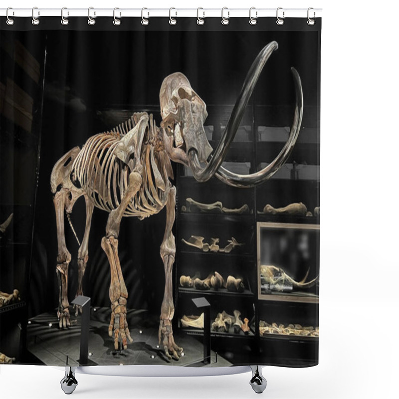 Personality  Life Size Skeleton Of Mammoth In Museum Shower Curtains