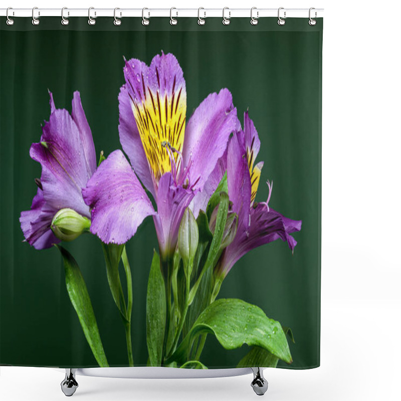 Personality  Vibrant Purple Alstroemeria Navarro Flowers With Yellow And Black Markings, Captured On A Green Background Shower Curtains