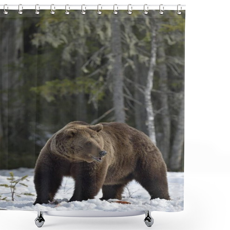 Personality  Brown Bear In Spring Forest. Shower Curtains