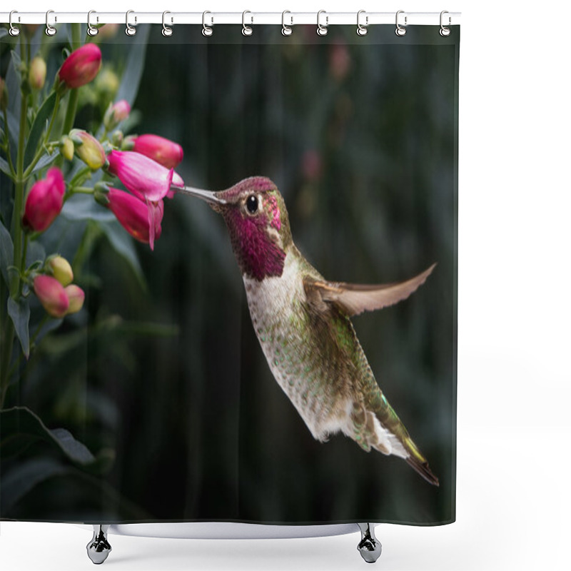 Personality  Male Anna's Hummingbird Visit Flowers Shower Curtains