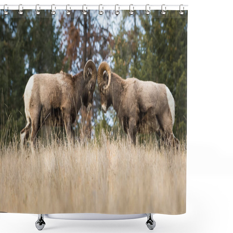 Personality  Bighorn Rams During Rutting Season Shower Curtains