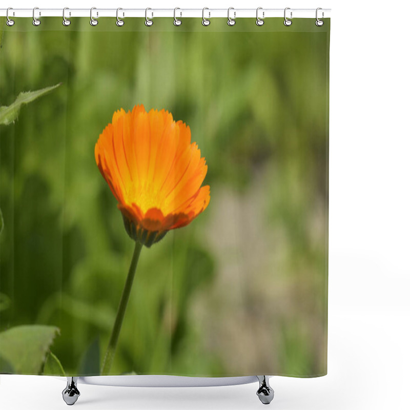 Personality  Close Up View Of Orange Calendula Officinalis (pot Marigold, Ruddles, Common Marigold, Garden Marigold, English Marigold, Or Scottish Marigold)  Shower Curtains