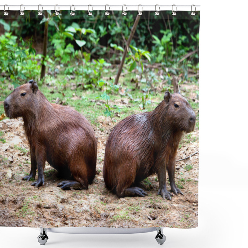 Personality  Closeup Portrait Of Two Capybara (Hydrochoerus Hydrochaeris) Sitting Back-to-back Along The Riverbank In The Pampas Del Yacuma, Bolivia. Shower Curtains