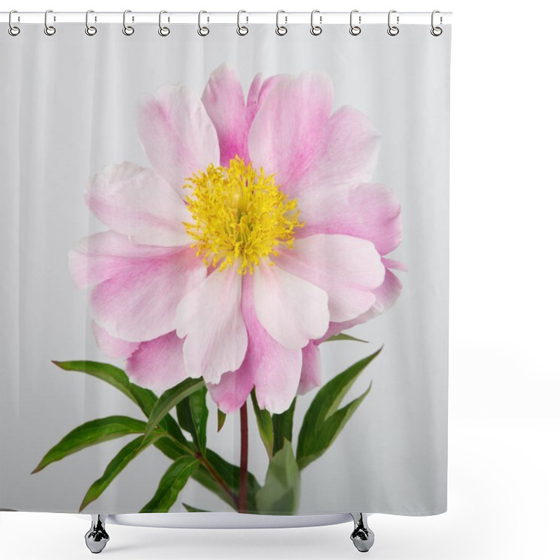 Personality  Pale Pink Peony Flower On Gray Background Shower Curtains