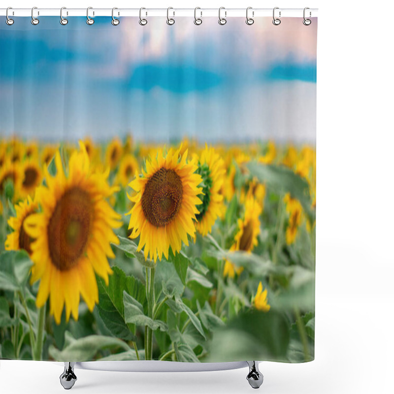 Personality  Sunflower Field. Blooming Sunflowers Against The Sky With Clouds Shower Curtains