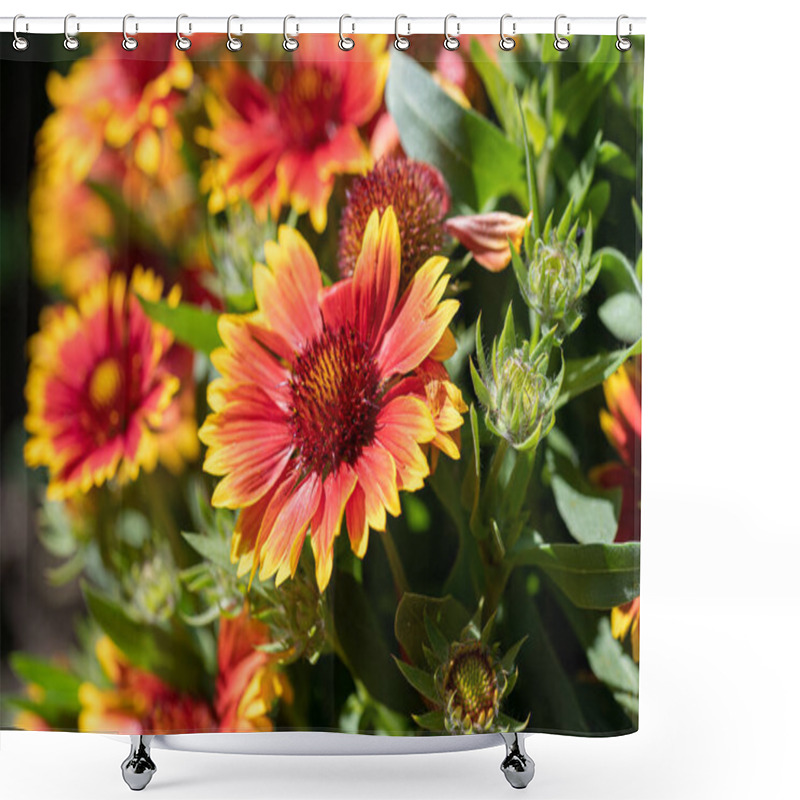 Personality  Scenic Flowering Gaillardia( Gaillardia Pulchella) In Macro Shower Curtains