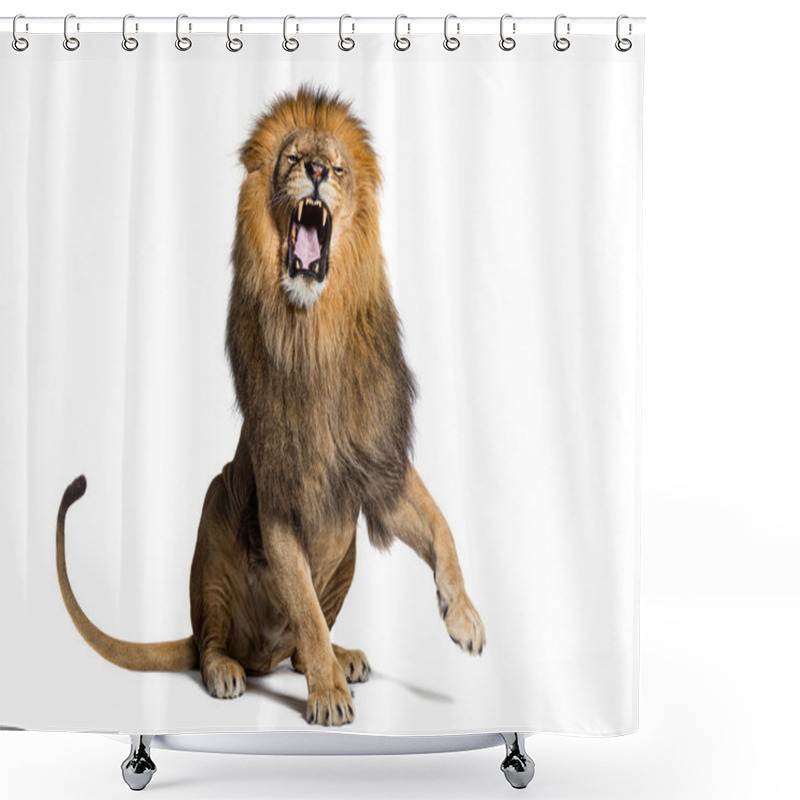 Personality  Lion Sitting Pulling A Face, Looking At The Camera And Showing Its Teeth With A Raised Paw, Isolated On White Shower Curtains