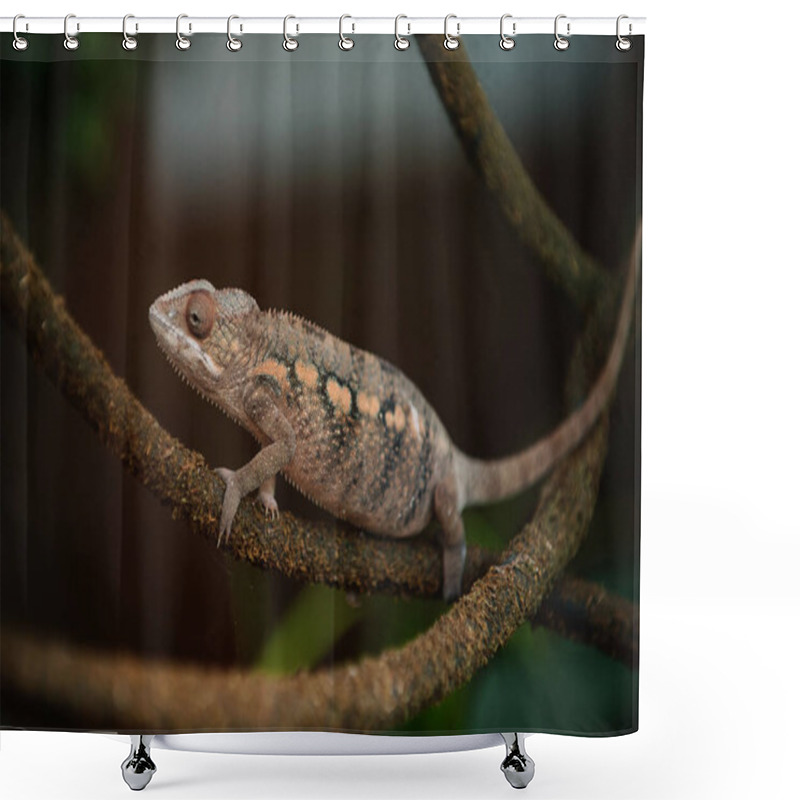 Personality  A Close-up Image Of A Chameleon Perched On A Textured Branch. Shower Curtains