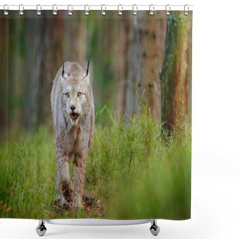 Personality  Lynx In Green Forest. Wildlife Scene From Nature. Walking Eurasian Lynx, Animal Behaviour In Habitat. Wild Cat From Germany. Wild Bobcat Between The Trees. Hunting Carnivore In Autumn Grass. Shower Curtains