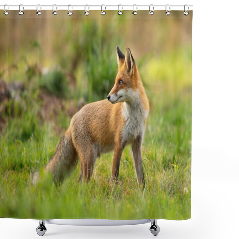 Personality  Red Fox Looking Behind Over Shoulder At Sunset In Summer Shower Curtains