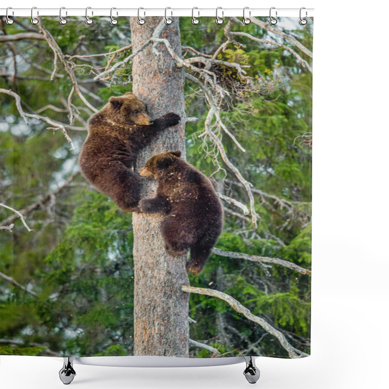 Personality  Bear-cubs Have Climbed On Pine Tree Shower Curtains