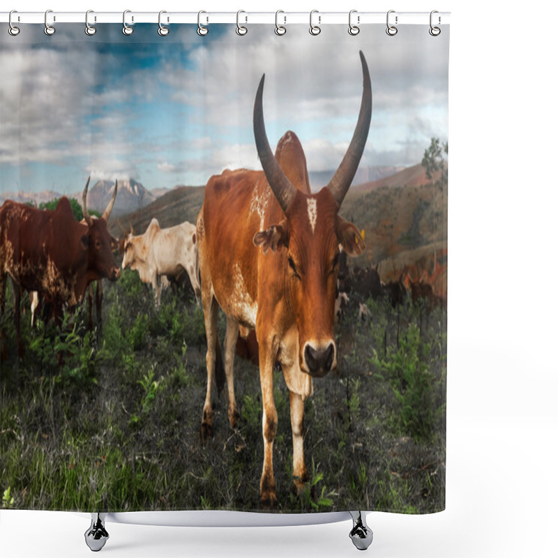 Personality  Zebu Cows On A Meadow Shower Curtains