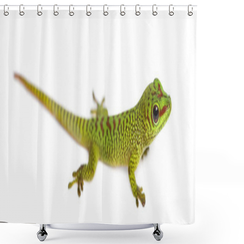 Personality  Side View Of A Madagascar Giant Day Gecko, Phelsuma Madagascarie Shower Curtains