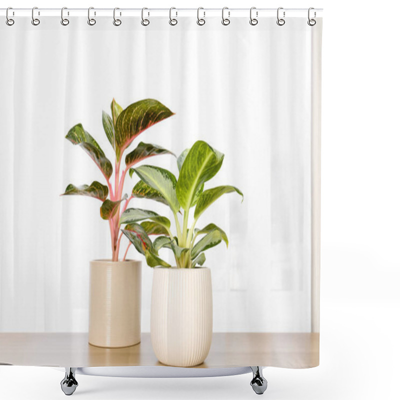 Personality  Beautiful Houseplants On Wooden Table Near Window Indoors Shower Curtains