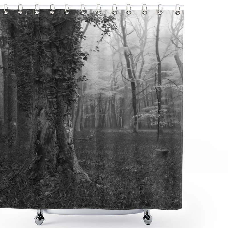 Personality  Vibrant Bluebell Carpet Spring Forest Foggy Landscape  Black And Shower Curtains