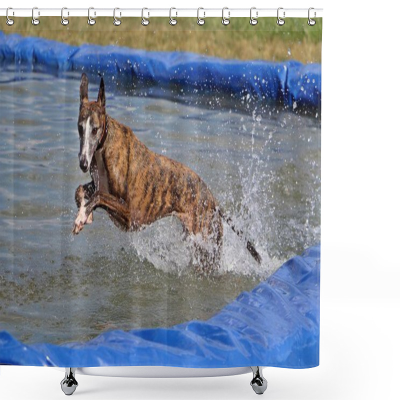 Personality  Brindle Galgo Is Jumping In The Pool Shower Curtains