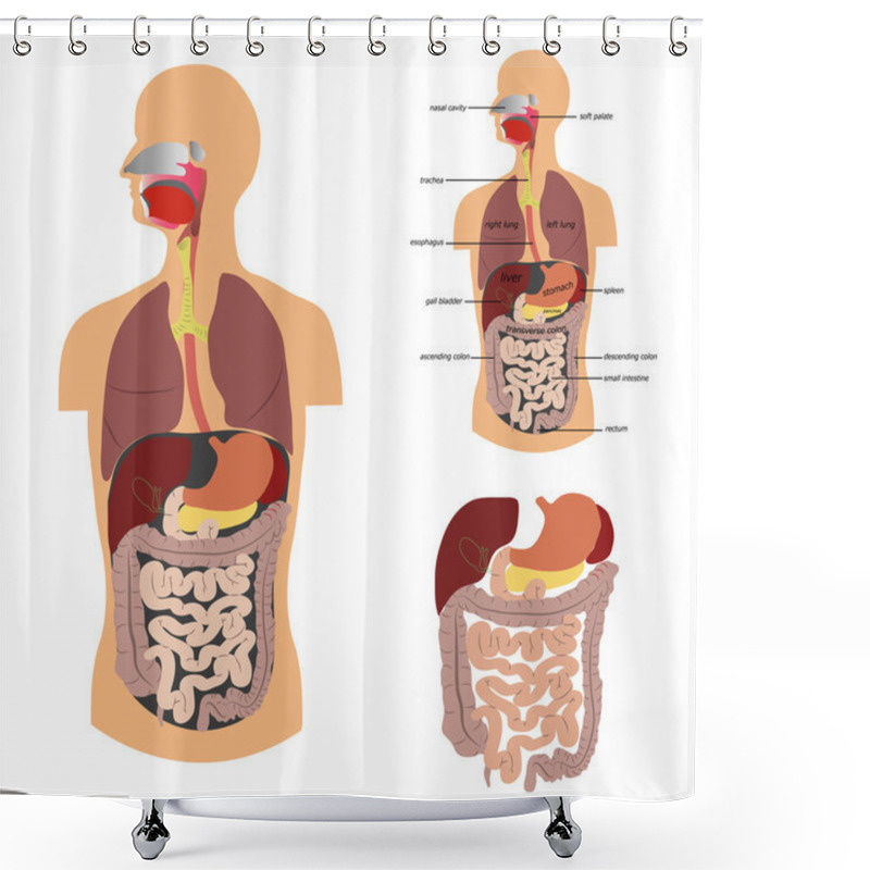 Personality  Digestive System Shower Curtains