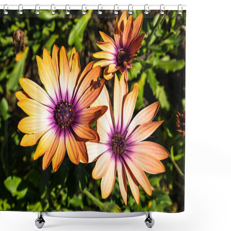 Personality  Macro View Of Beautiful Flowers (Dimorphotheca Ecklonis) With Orange And White Petals And Purple Center On A Background Of Green Leaves Shower Curtains