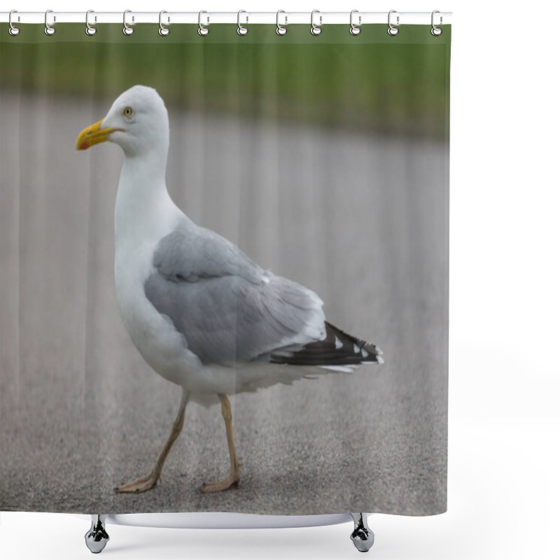 Personality  Closeup Of A Large White And Gray Seagull With Yellow Beak Shower Curtains