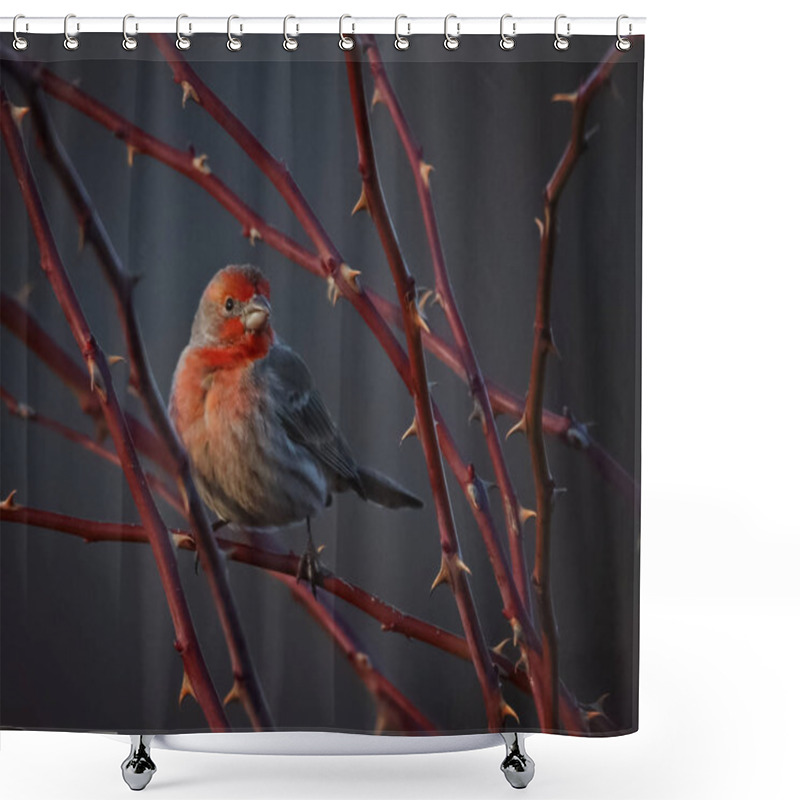 Personality  Beautiful Bird Photo In A Natural Environment Shower Curtains