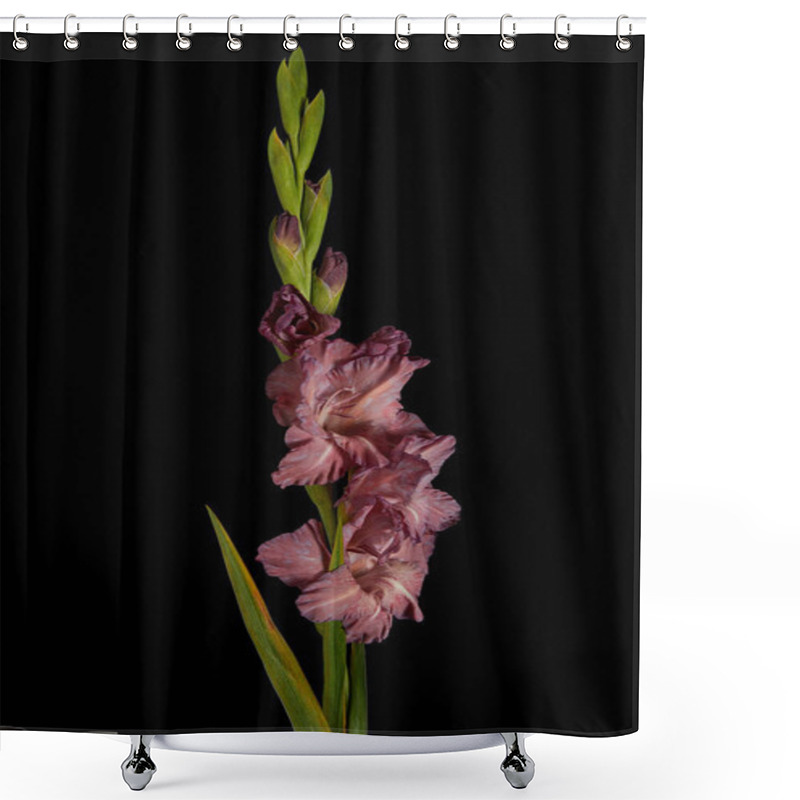 Personality  Beautiful Fresh Violet Gladiolus Flowers And Buds Isolated On Black Shower Curtains