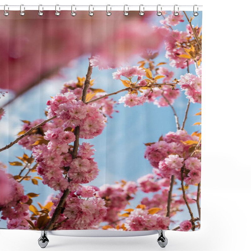 Personality  Bottom View Of Blooming And Pink Cherry Tree With Blurred Foreground  Shower Curtains