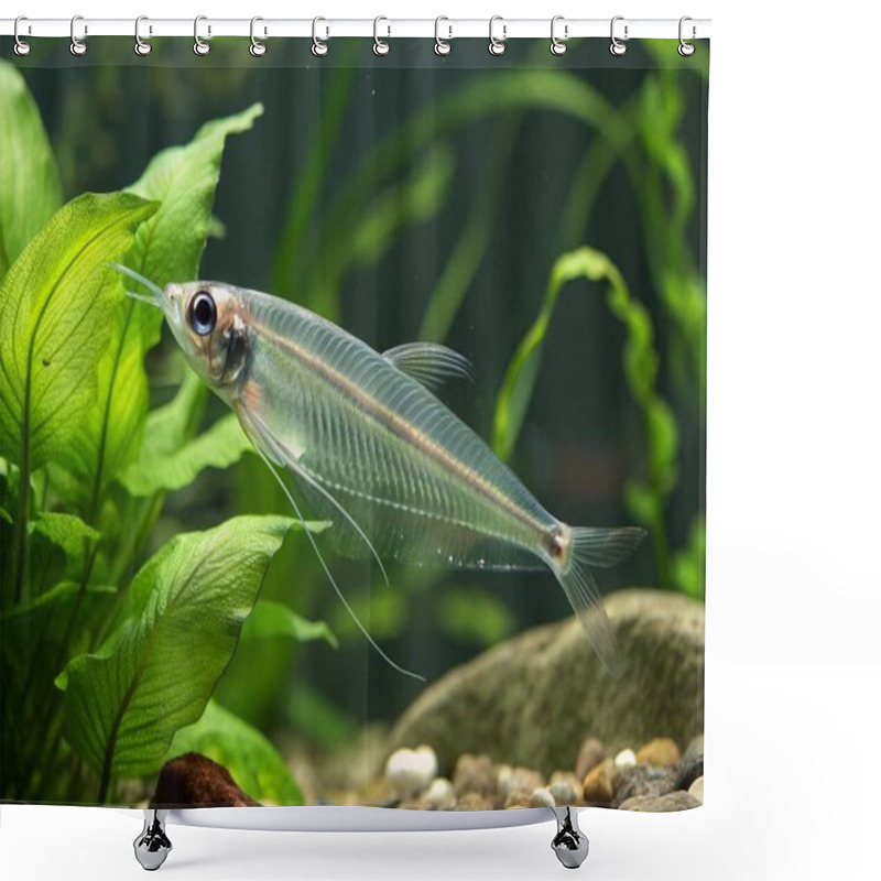 Personality  The Glass Catfish, With Its Completely Transparent Body And Delicate, Shimmering Fins, Is Showcased In A Serene Underwater Environment. Its Translucent Form Allows Light To Pass Through, Revealing A Fascinating View Of Its Internal Structure. Swimmin Shower Curtains