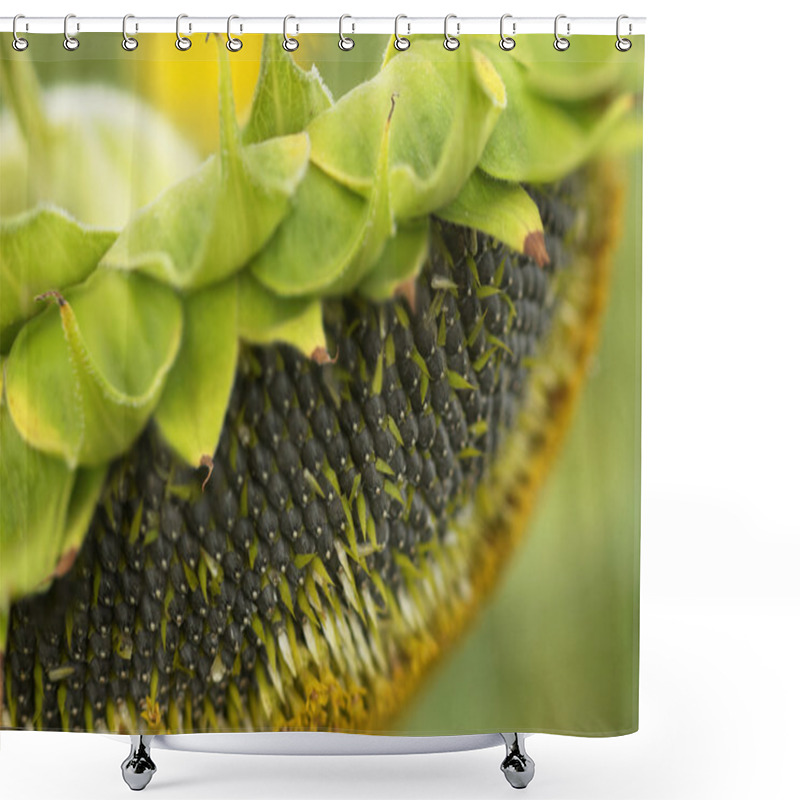 Personality  Ripe Sunflower. Head With Seeds. Shower Curtains