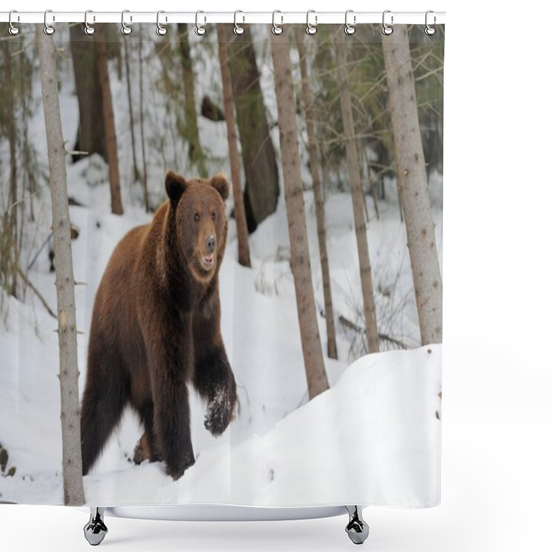 Personality  Bear In Winter Shower Curtains