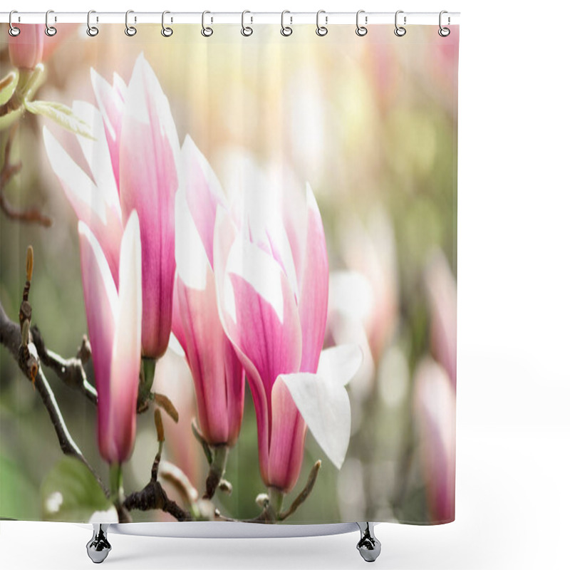 Personality  Blooming Magnolia Tree In The Spring Sun Rays. Selective Focus. Copy Space. Easter, Blossom Spring, Sunny Woman Day Concept. Pink Purple Magnolia Flowers. Shower Curtains