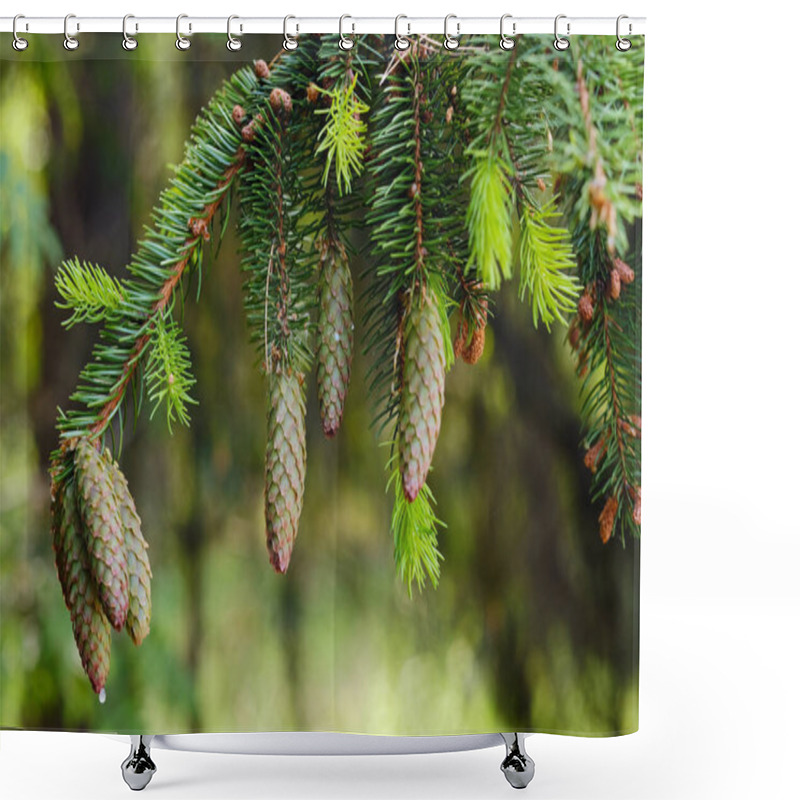 Personality  Spruce Cone On A Branch Of A Spruce Tree In The Forest In Nature. Shower Curtains