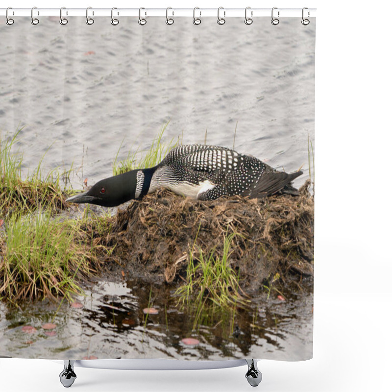 Personality  Loon Nesting On Its Nest With Marsh Grasses, Mud And Water In Its Environment And Habitat Displaying Red Eye. Loon Nest Image. Loon In Wetland. Loon On Lake. Picture. Portrait. Photo.  Shower Curtains