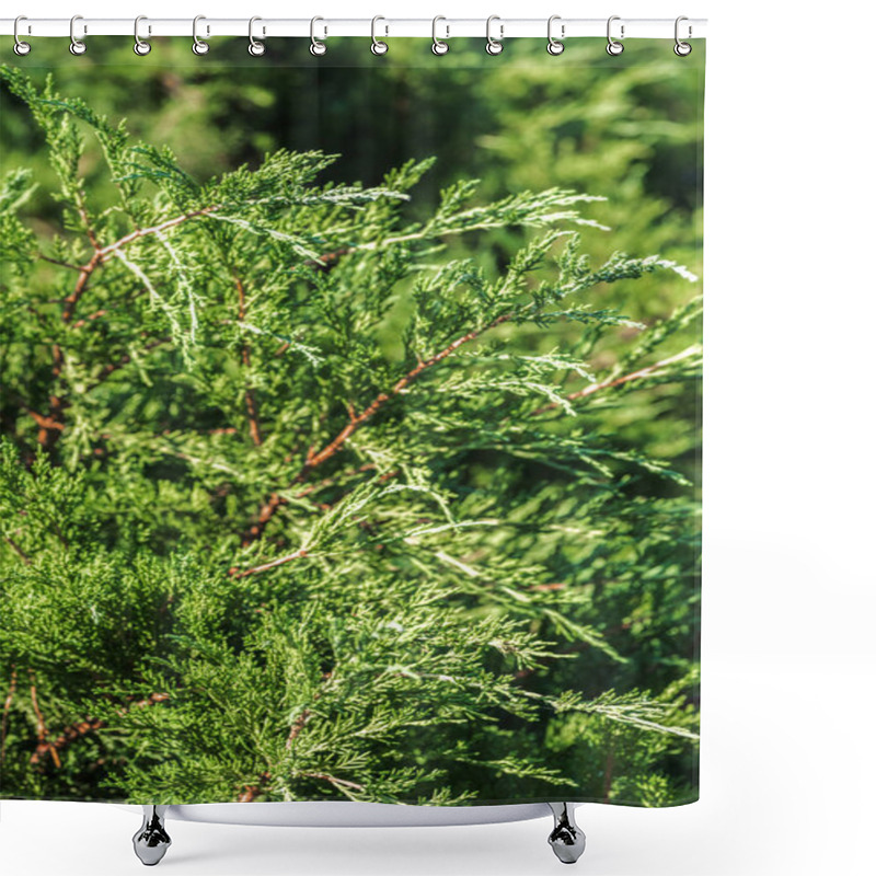 Personality  Close Up Of Bright Green Bushes In Park During Sunny Day Shower Curtains