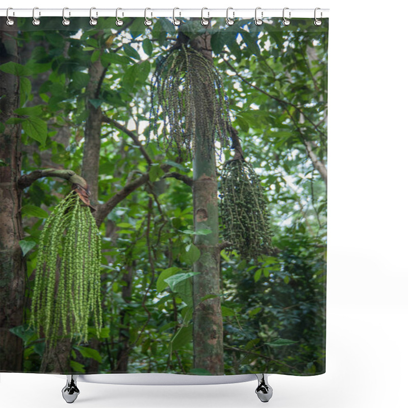 Personality  Palm Trees And Fruits In The Tropical Rain Forest Of Khao Sok Sa Shower Curtains