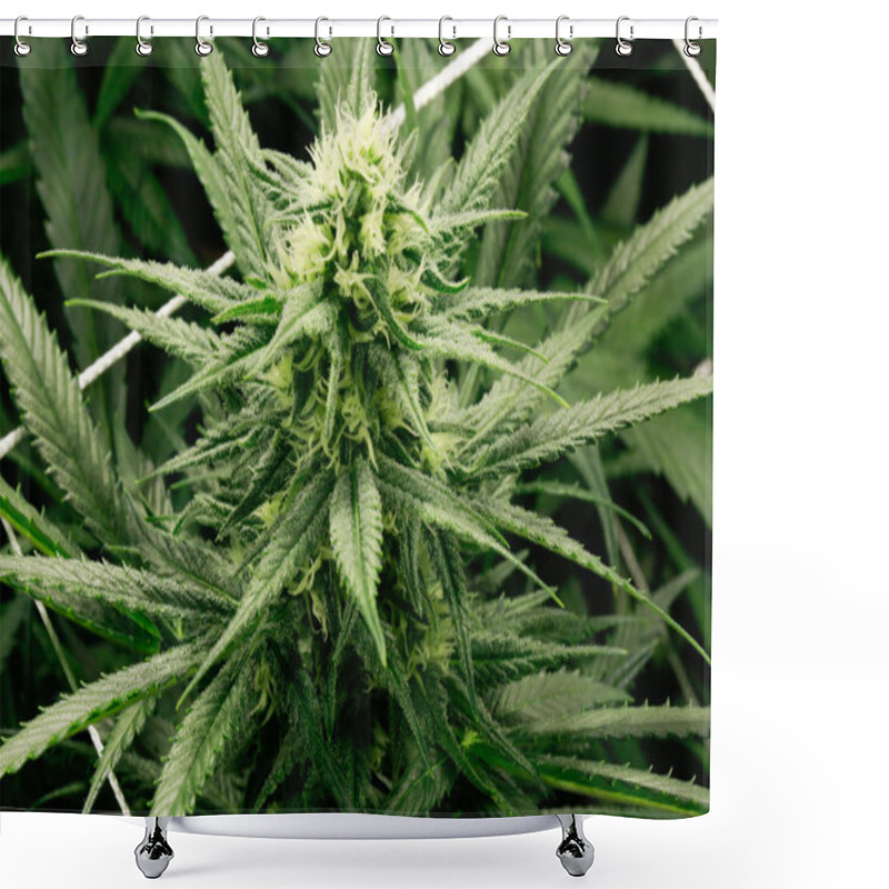 Personality  Marijuana Flower Buds.  Shower Curtains