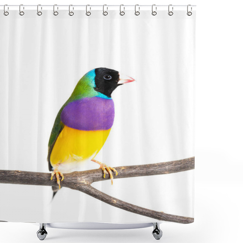 Personality  Gouldian Finch Bird Shower Curtains