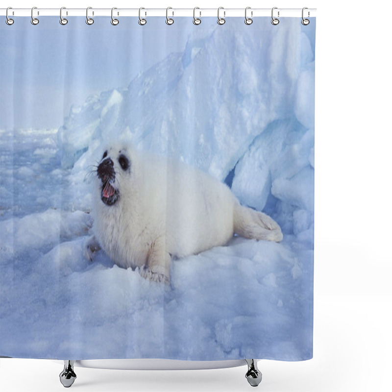 Personality  PHOQUE DU GROENLAND Pagophilus Groenlandicus Shower Curtains