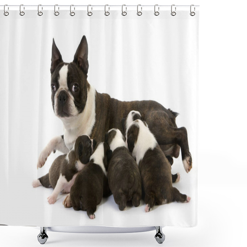 Personality  Boston Terrier Dog, Mother And Pups Suckling Against White Background   Shower Curtains