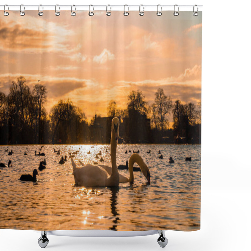 Personality  Romantic Swans Swimming In A Pond In London, UK. Beautiful Wildlife In London. Shower Curtains