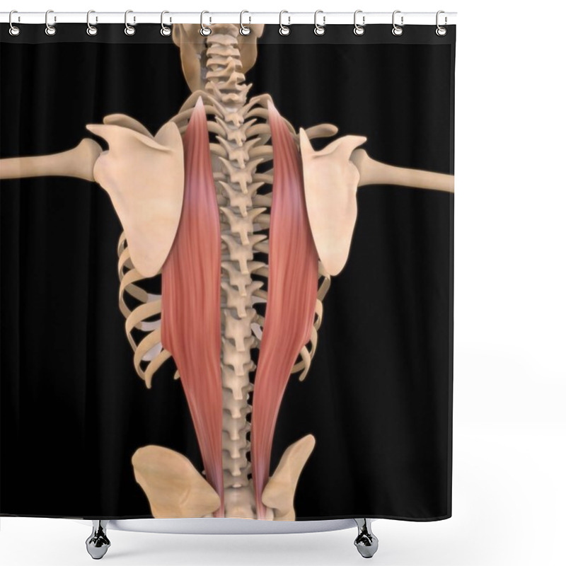 Personality  3D Illustration, Muscle Is A Soft Tissue, Muscle Cells Contain Proteins , Producing A Contraction That Changes Both The Length And The Shape Of The Cell. Muscles Function To Produce Force And Motion. Shower Curtains