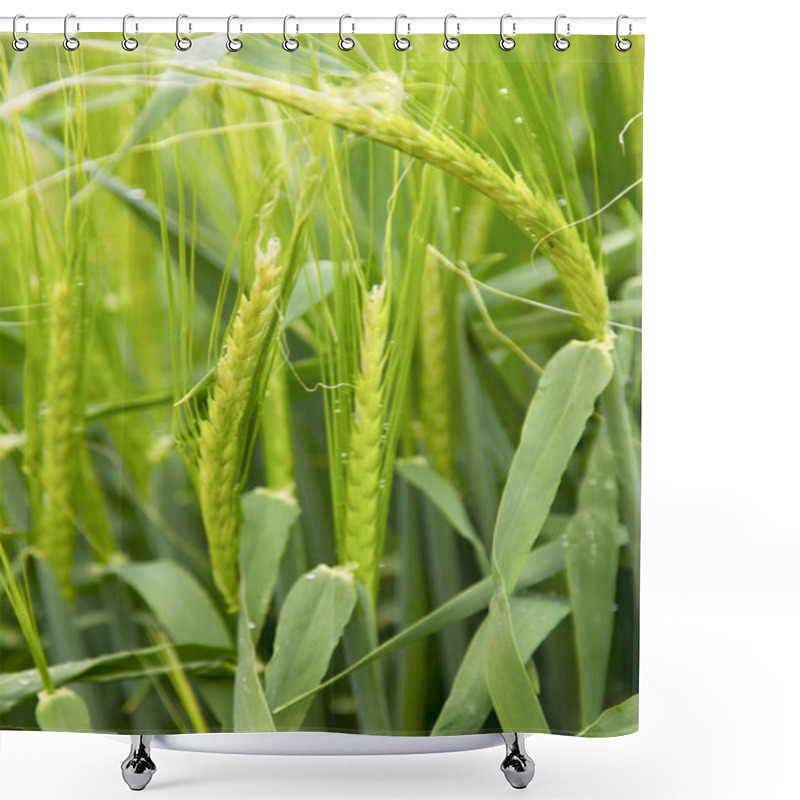 Personality  Fresh Green Wheat Shower Curtains