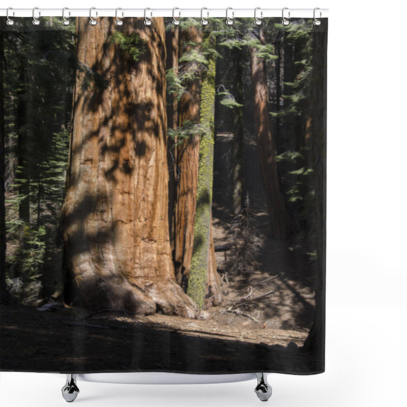 Personality  Sequoia Trees, Huge Tree, Nature Flora  Shower Curtains