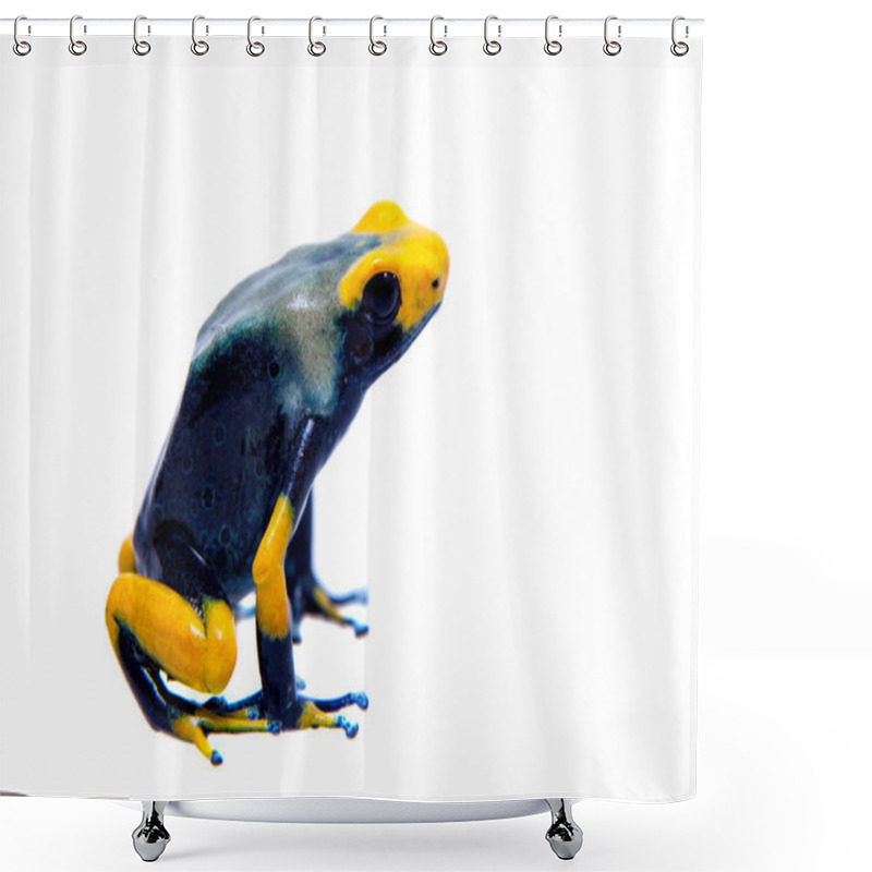 Personality  Peacock Dyeing Poison Dart Frogling, Dendrobates Tinctorius Tumucumaque, On White Shower Curtains