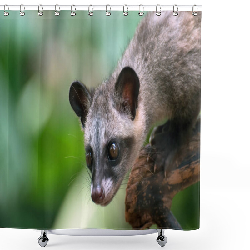 Personality  Close Up Photo Of Asian Palm Civet Shower Curtains