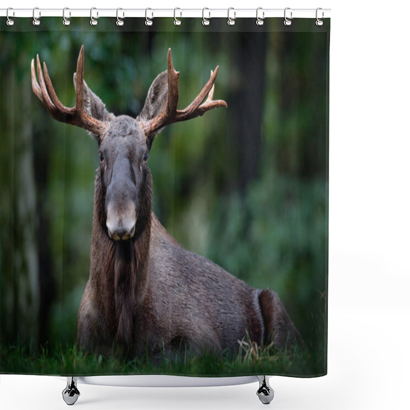 Personality  Eurasian Elk In Dark Forest Shower Curtains