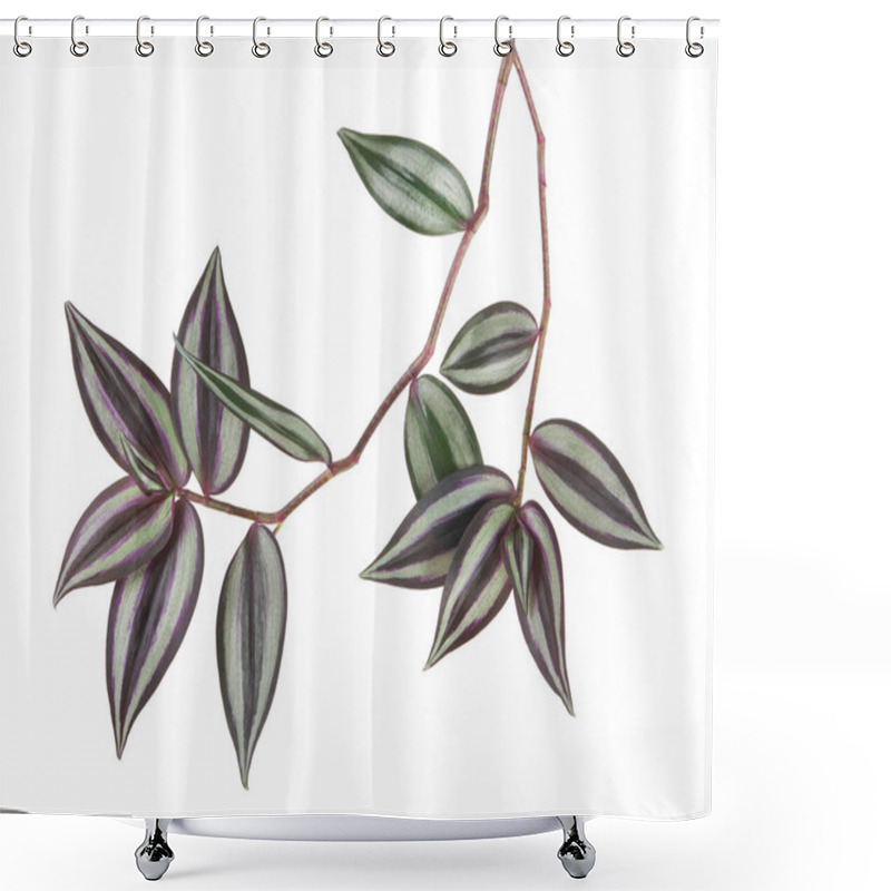 Personality  Tradescantia Zebrina Leaves, Inchplant Foliage, Exotic Tropical Leaf, Isolated On White Background With Clipping Path                             Shower Curtains