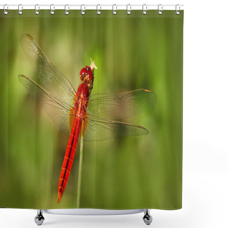 Personality  Oriental Scarlet Dragonfly Shower Curtains