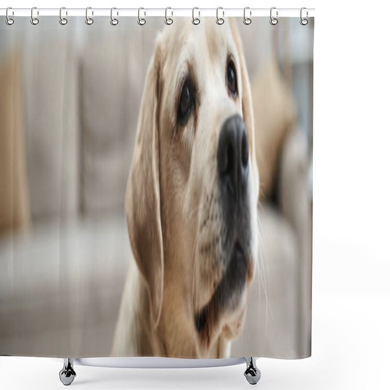 Personality  Banner Of Domestic Animal, Cute Labrador Looking Away In Living Room Inside Of Modern Apartment Shower Curtains