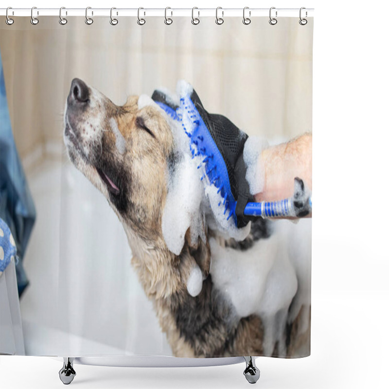 Personality  Side View Of A Mixed Breed Shepherd Dog Taking A Shower With Soap And Water Shower Curtains